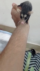 Didelphis aurita