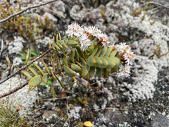 Veronica amplexicaulis