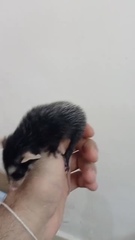 Didelphis aurita