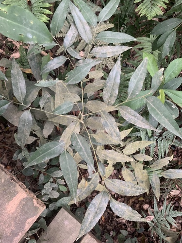 Putranjiva formosana