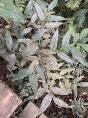 Putranjiva formosana