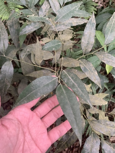 Putranjiva formosana, photograph 1