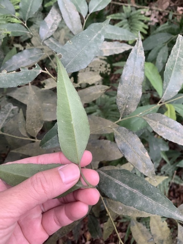 Putranjiva formosana, photograph 2
