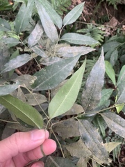 Putranjiva formosana, photograph 呂一起(Lyu yi-chi), CC BY, iNaturalist via GBIF