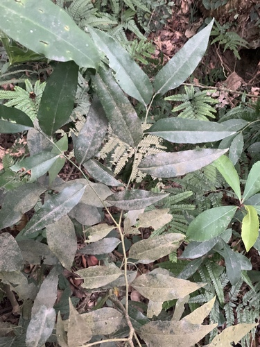Putranjiva formosana, photograph 4