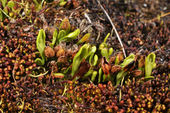 Notogrammitis crassior