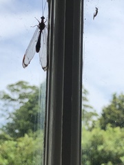 Nymphidae