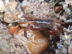 Cyclograpsus punctatus