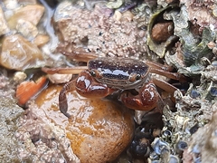 Cyclograpsus punctatus