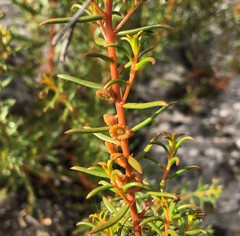 Gyrostemon australasicus