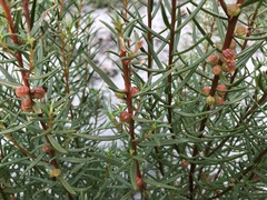 Gyrostemon australasicus