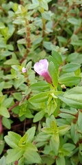 Limnophila aromatica