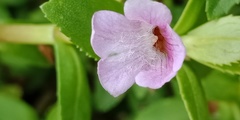 Limnophila aromatica