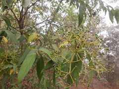 Viburnum hartwegii
