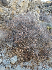 Rhus aromatica simplicifolia