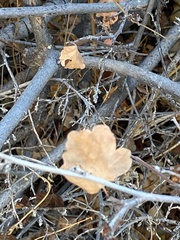 Rhus aromatica simplicifolia