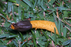 Phallus aurantiacus