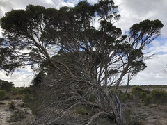 Melaleuca halmaturorum