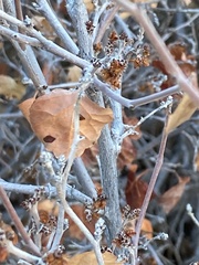 Rhus aromatica simplicifolia