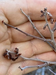 Rhus aromatica simplicifolia