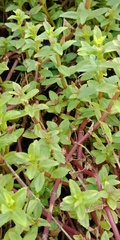 Limnophila aromatica