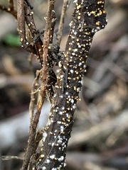 Volutella ciliata