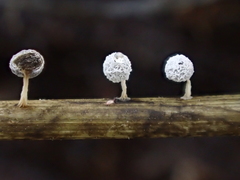 Didymium squamulosum
