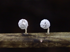 Didymium squamulosum