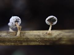 Didymium squamulosum