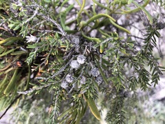 Melaleuca halmaturorum