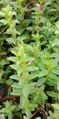 Limnophila aromatica