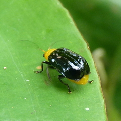 Diacantha
