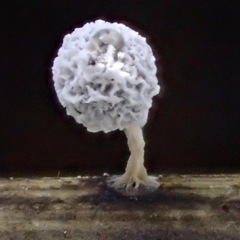 Didymium squamulosum