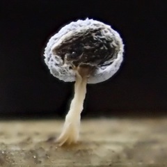 Didymium squamulosum