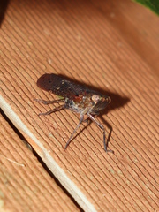 Calyptoproctina