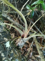 Tillandsia