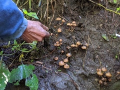 Psilocybe moseri