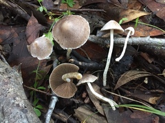 Coprinopsis canoceps