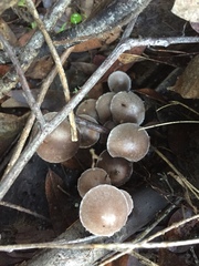 Coprinopsis canoceps