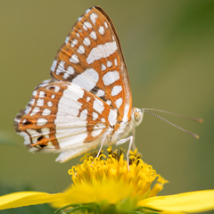 Ariconias glaphyra