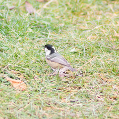 Periparus ater
