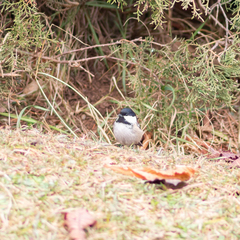 Periparus ater