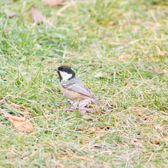 Periparus ater