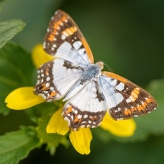 Ariconias glaphyra
