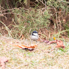 Periparus ater