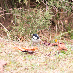 Periparus ater