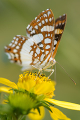 Ariconias glaphyra