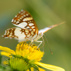 Ariconias glaphyra
