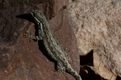 Urosaurus ornatus schottii