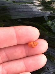 Amphissa versicolor